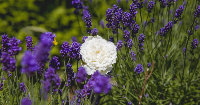 Wann macht man Stecklinge von Lavendel?