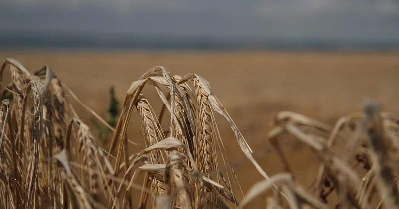 Wann Schlehen ernten: nach Monat und nach Wetter