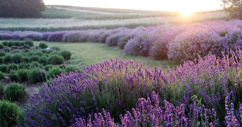 Lavendel Stecklinge: So vermehrst du deinen Liebling