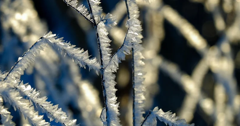 Warum der Frost über den Geschmack entscheidet